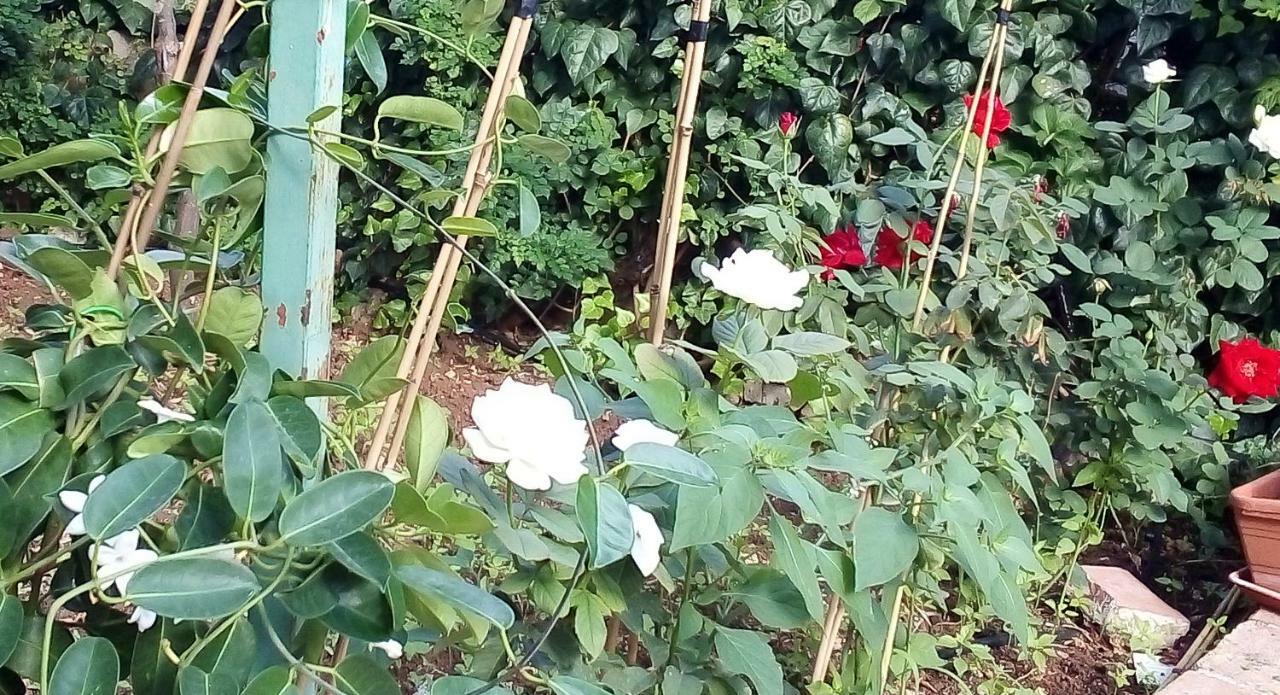 Il giardino di Hyccara Villa Carini Esterno foto